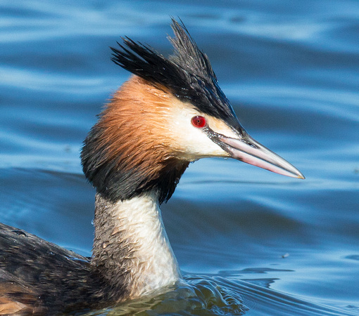 Great Crested Grebe, Standlake, Oxfordshire