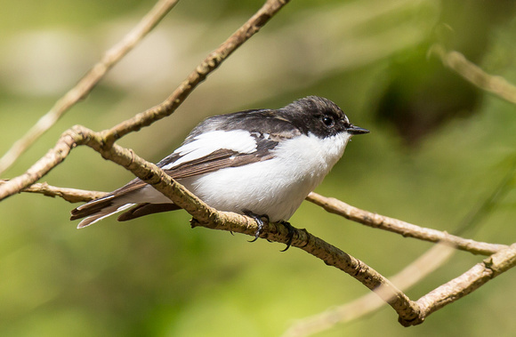 Pied Flycatcher, Forest of Dean, Gloucestershire