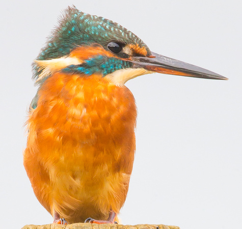 Kingfisher, Standlake, Oxfordshire