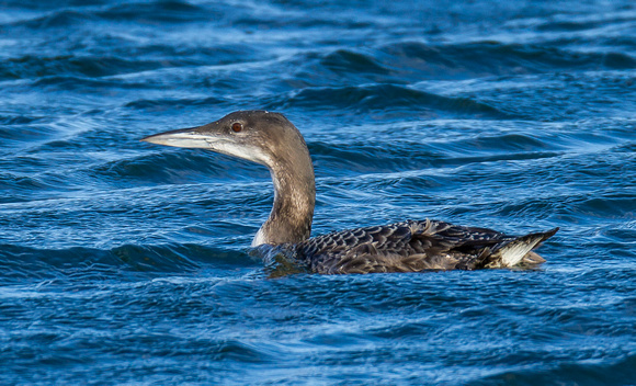 Great Northern Diver, Farmoor, Oxfordshire