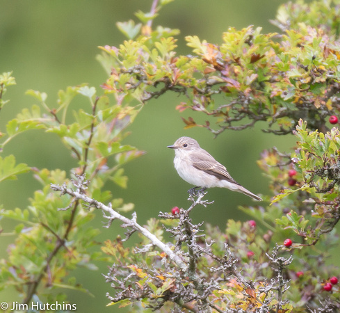 Spotted Flycatcher, Otmoor, Oxfordshire