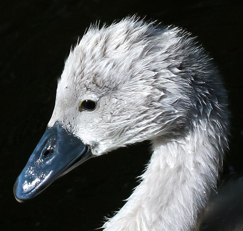 Mute Swan, Cygnet, Standlake, Oxfordshire