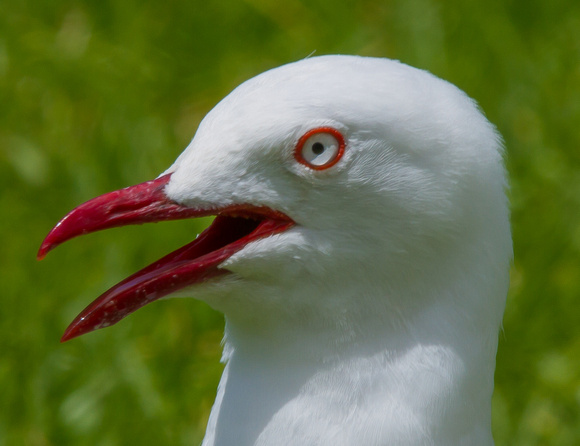 Red Billed Gull, Auckland, New Zealand