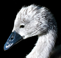 Mute Swan, Cygnet, Standlake, Oxfordshire