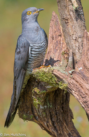 Cuckoo, Thursday Common, Surrey