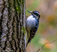 Hairy Woodpecker, Bruce peninsula, Ontario, Canada