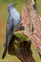 Cuckoo, Thursday Common, Surrey