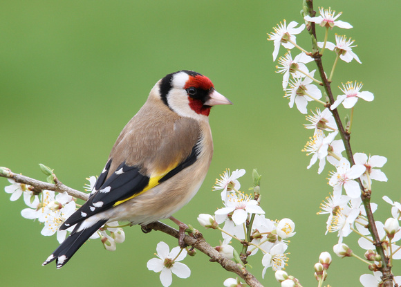 Goldfinch, Standlake, Oxfordshire