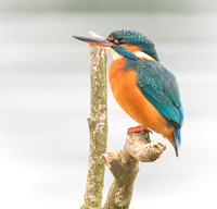 Kingfisher, Standlake, Oxfordshire