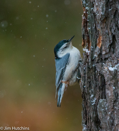 White-breasted Nuthatch, Algonquin, Ontario, Canada