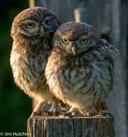 Little Owl, Oxfordshire