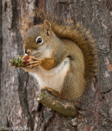 Squirrel, Algonquin, Ontario, Canada