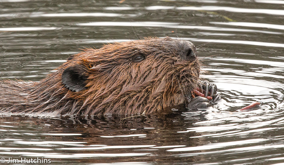 Beaver, Algonquin, Ontario, Canada